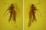 Fossil Fly (Diptera) In Baltic Amber #145302-2